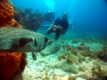 fotos de buceo clemente
