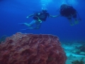 fotos de buceo clemente